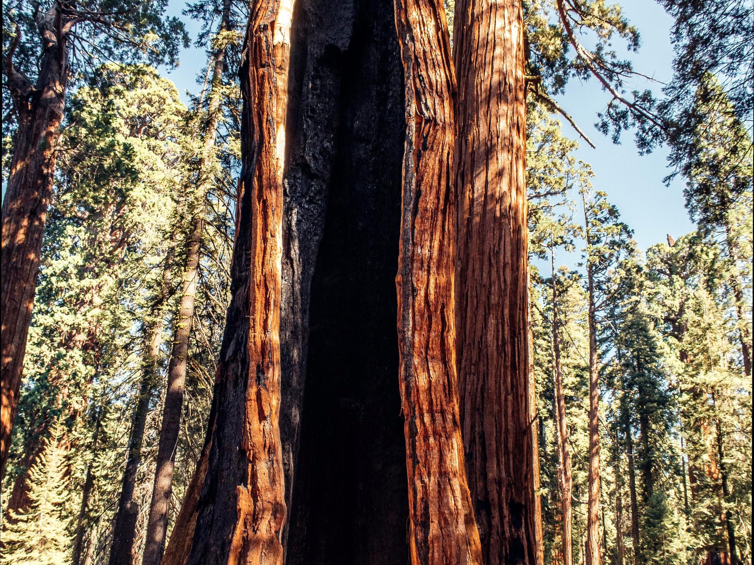 Discover the Thrills of Tree Climbing at Alvie Park