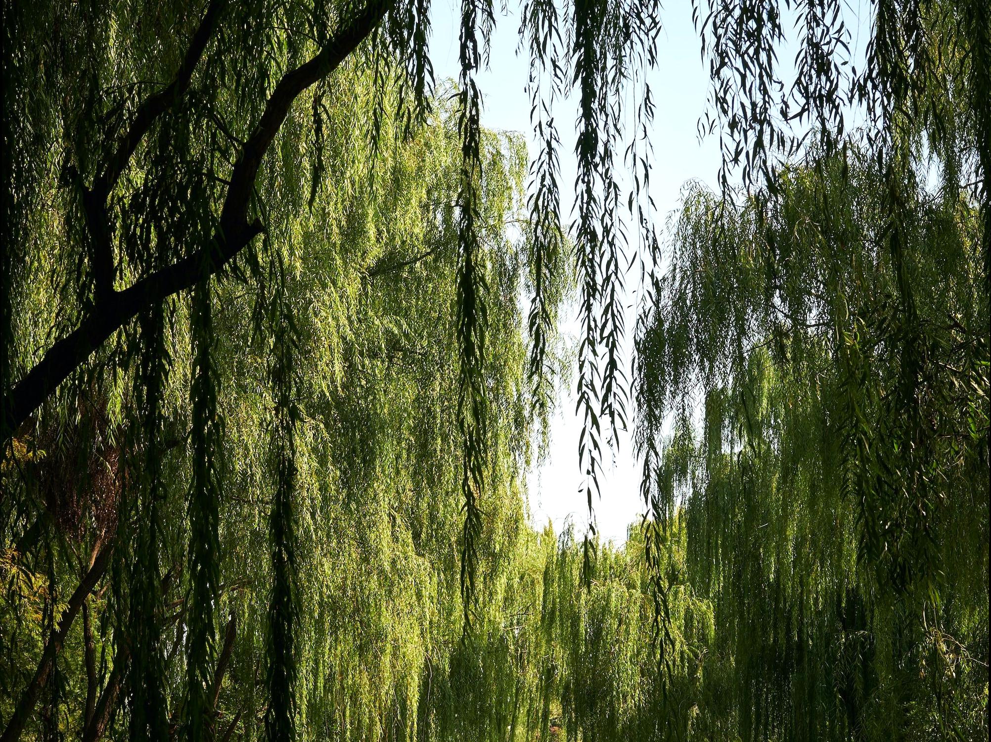 Adventure Awaits: Tree Climbing at Alvie Tree Park